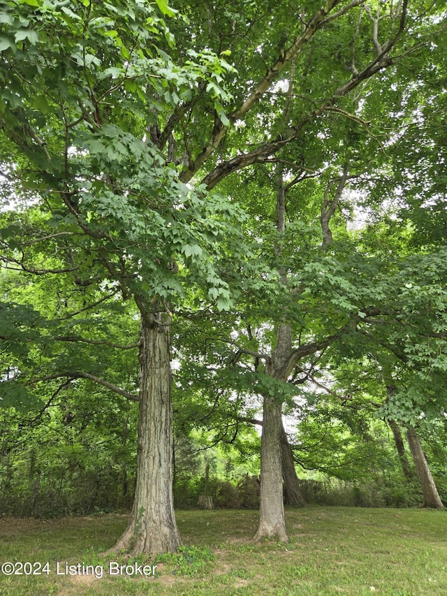 view of local wilderness