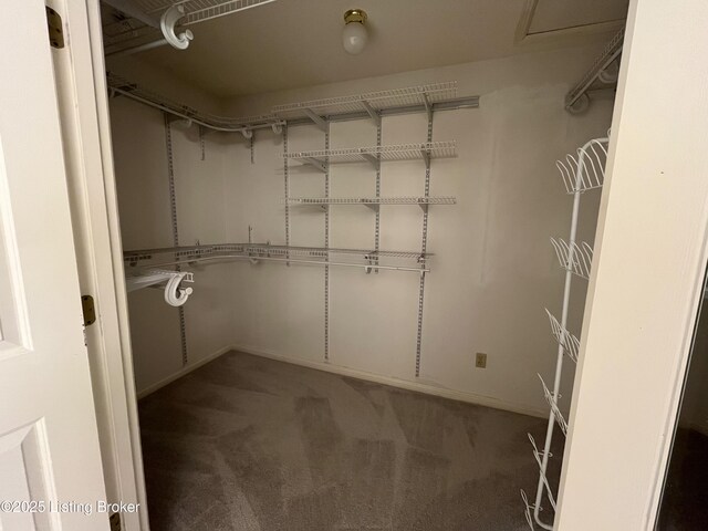 spacious closet featuring carpet