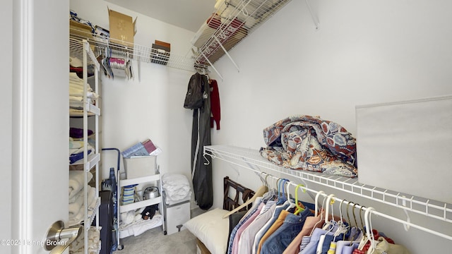 walk in closet with carpet flooring