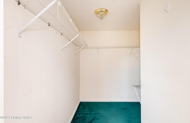 spacious closet featuring carpet flooring