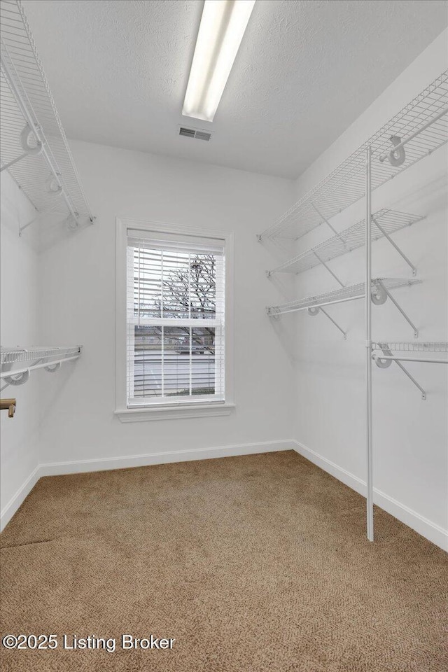 spacious closet featuring carpet flooring