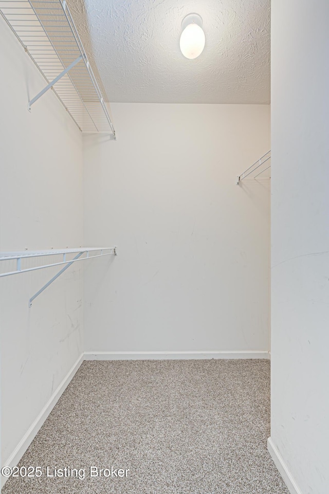 spacious closet featuring carpet flooring