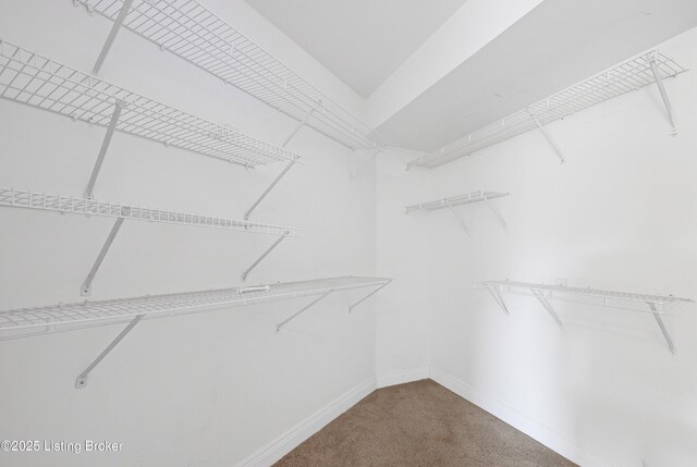 spacious closet featuring carpet floors