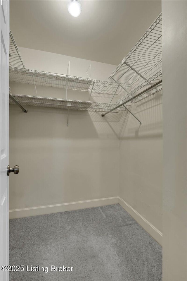 spacious closet with carpet flooring