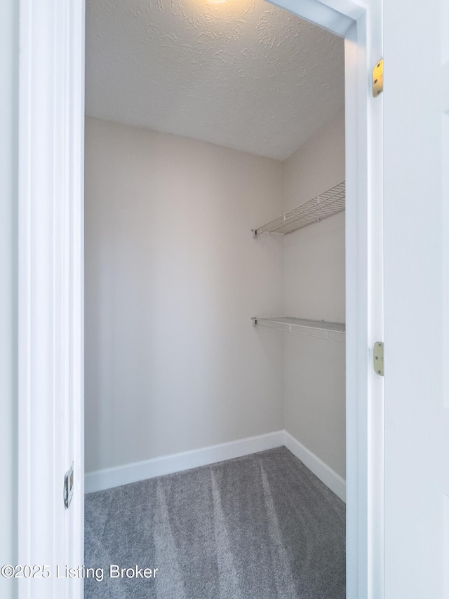 walk in closet with carpet flooring