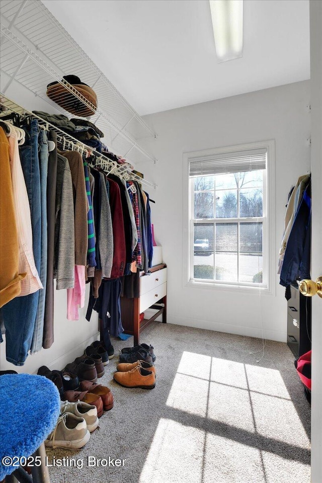 spacious closet with carpet