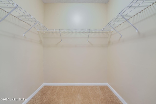 walk in closet featuring carpet flooring