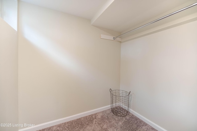 walk in closet with carpet floors