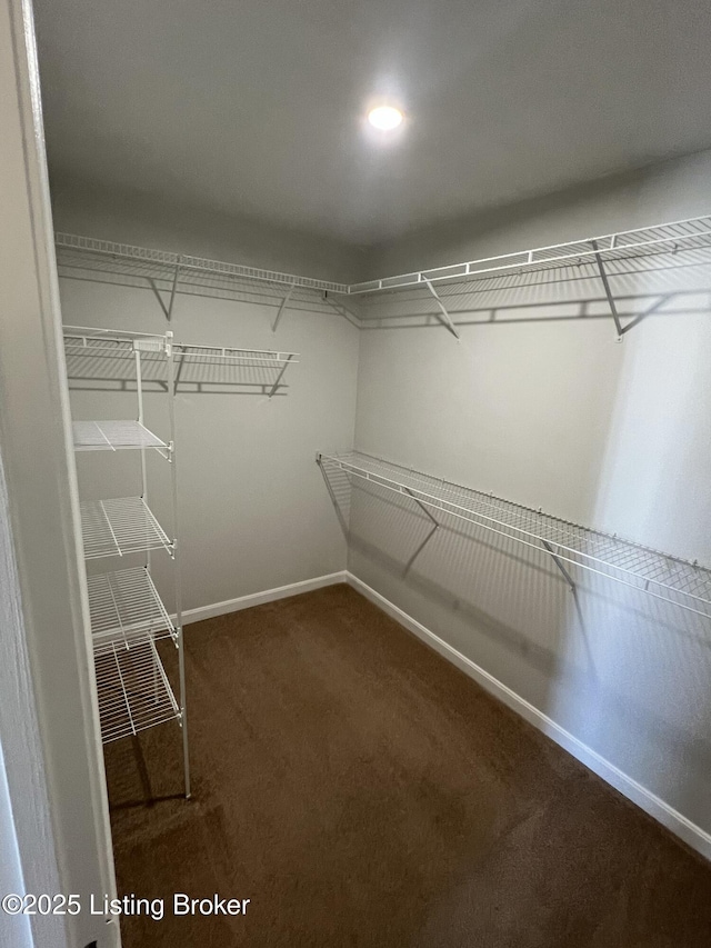 walk in closet featuring carpet floors