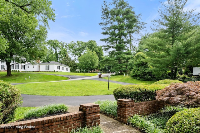 602 Club Ln, Louisville, KY 40207 - view of green lawn