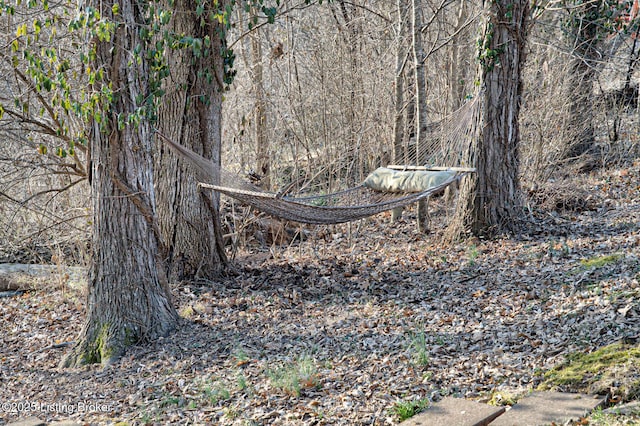 view of local wilderness