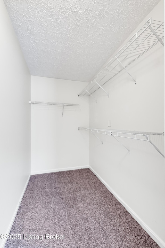 walk in closet with carpet flooring