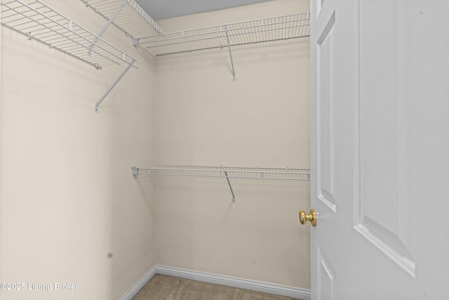 walk in closet featuring carpet floors