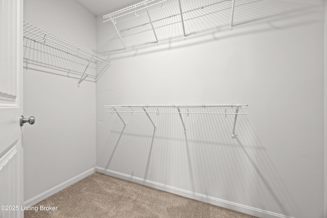 spacious closet featuring carpet flooring