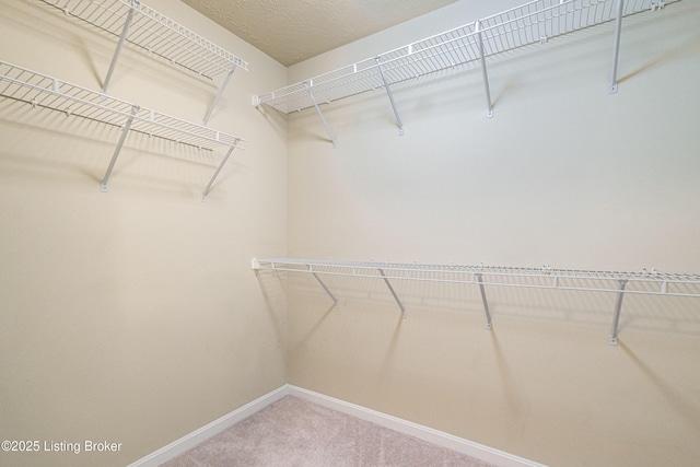 walk in closet featuring carpet floors