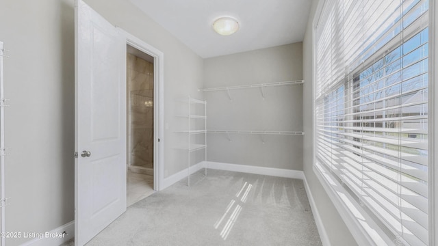 walk in closet featuring carpet floors