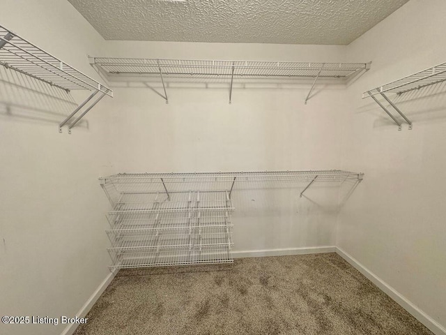 walk in closet featuring carpet flooring