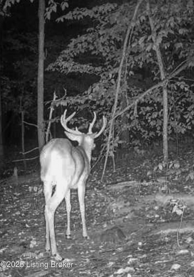 0 Big Lick Hollow Rd, New Haven, KY 40051 - photo 58