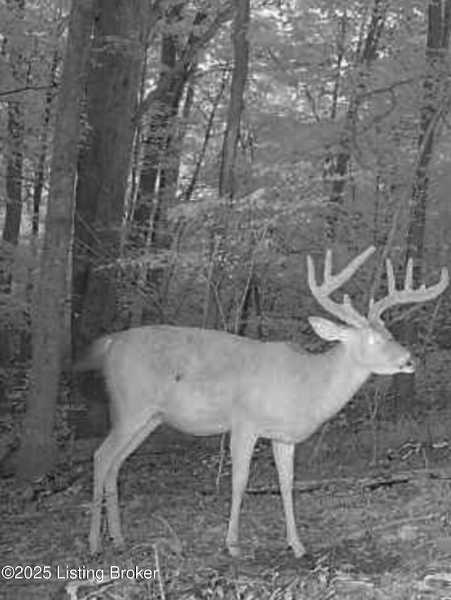 0 Big Lick Hollow Rd, New Haven, KY 40051 - photo 6
