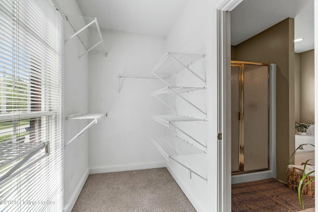 walk in closet with carpet floors