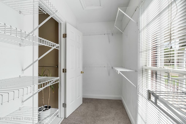 walk in closet with carpet