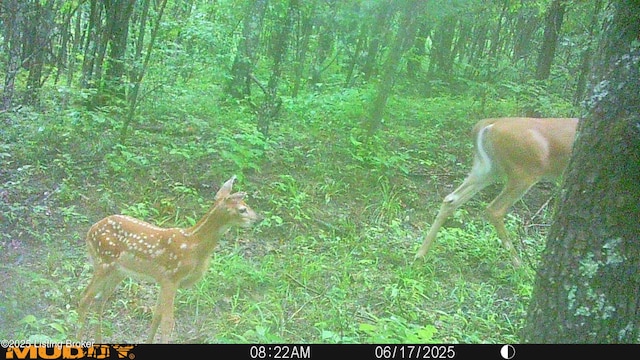 0 Lebanon Ridge Rd, Frankfort, KY 40601 - photo 10