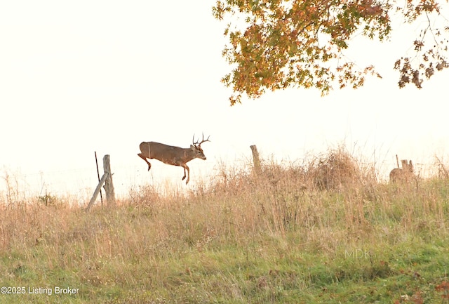 view of local wilderness