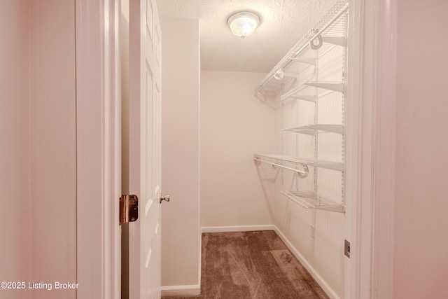 5503 Vevia Pl, Louisville, KY 40272 - walk in closet featuring carpet flooring