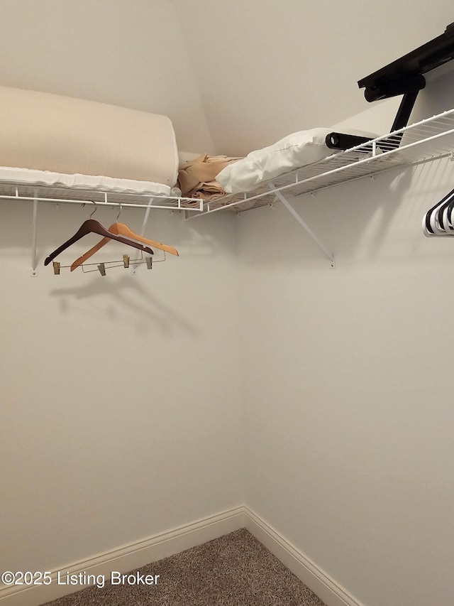 905 Fossil Creek Cir, Louisville, KY 40245 - walk in closet with carpet