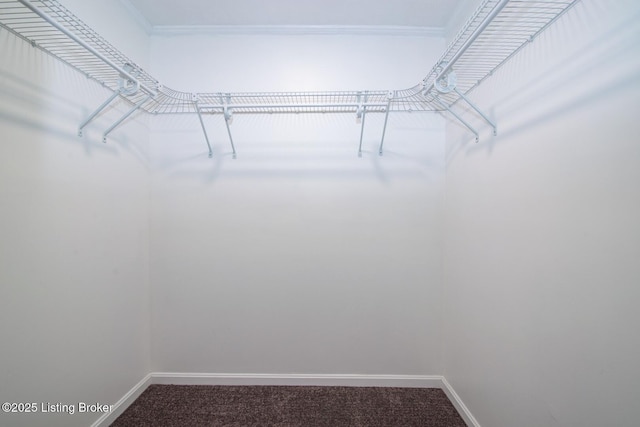 spacious closet featuring carpet