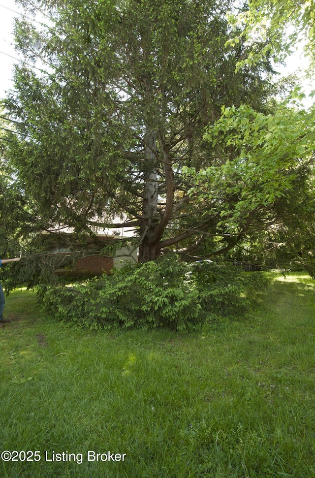 357 Ridgeway Ave, Louisville, KY 40207 - view of yard