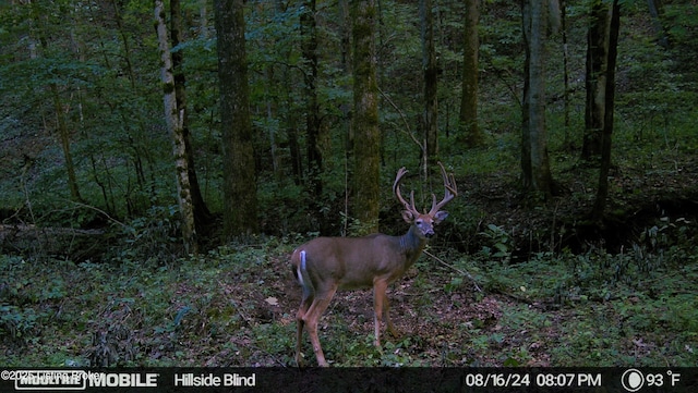 0 Green Hollow Rd, Raywick, KY 40060 - photo 2
