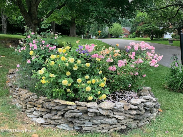 5612 Apache Rd, Louisville, KY 40207 - view of yard