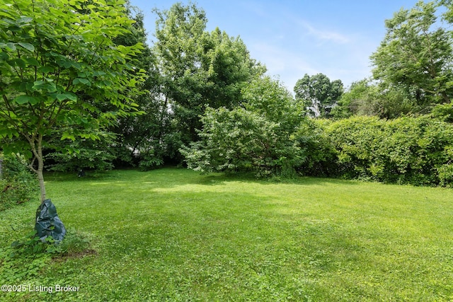 1248 Springdale Dr, Louisville, KY 40213 - view of green lawn
