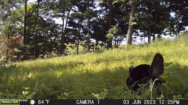 9068 Mackville Rd, Springfield, KY 40069 - view of nature