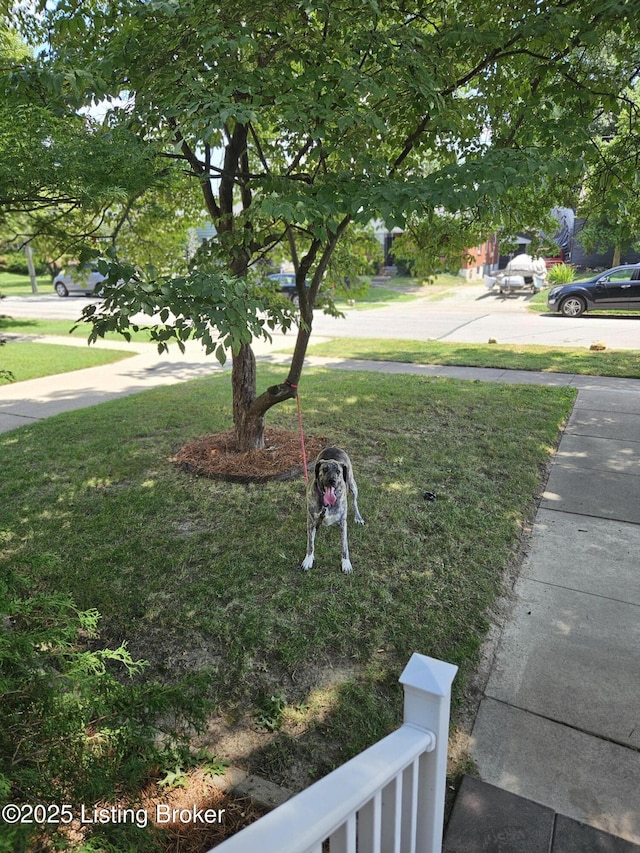 3919 Staebler Ave, Louisville, KY 40207 - view of green lawn