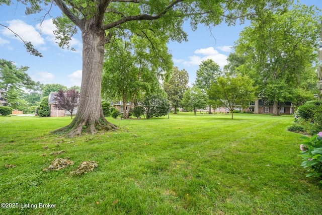 521 Zorn Ave Apt G8, Louisville, KY 40206 - view of green lawn
