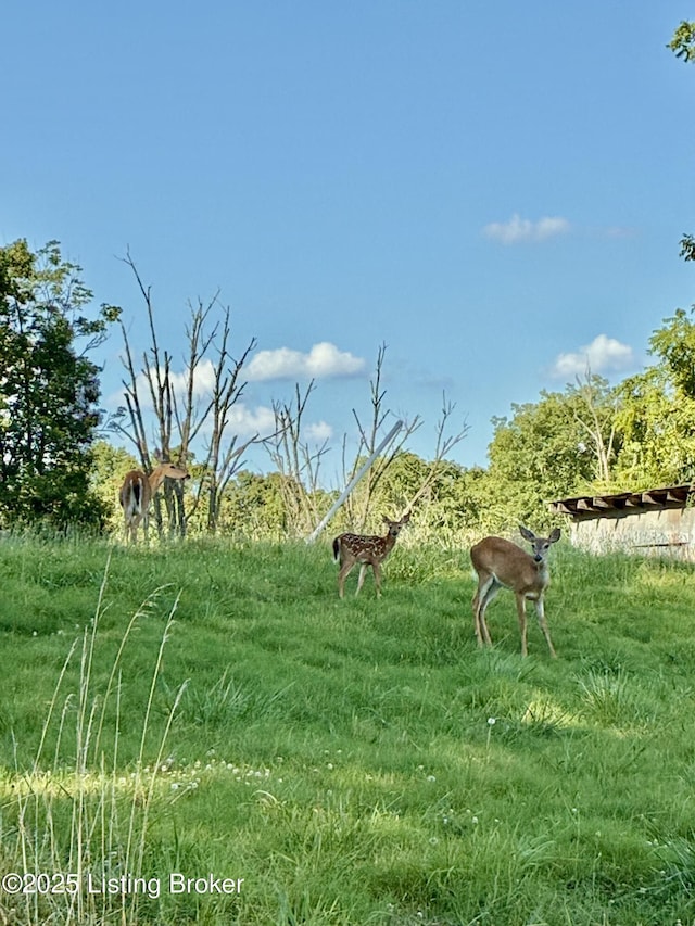 LOT23 Hogback Rd, Albany, KY 42602 - photo 6