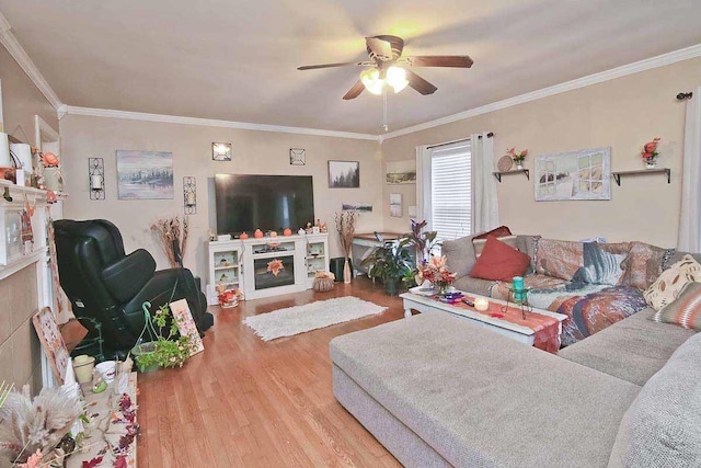 living room with crown molding, a fireplace, ceiling fan, and light wood-type flooring