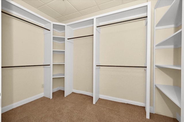 spacious closet with light colored carpet and a drop ceiling