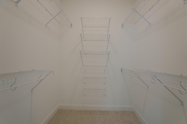 walk in closet with carpet floors