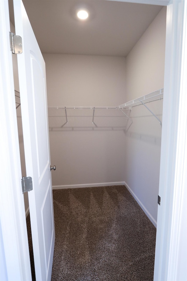 spacious closet featuring carpet