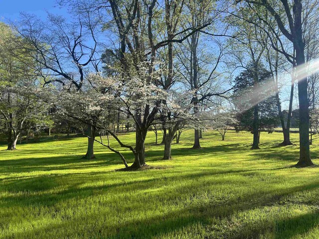  - photo 11
