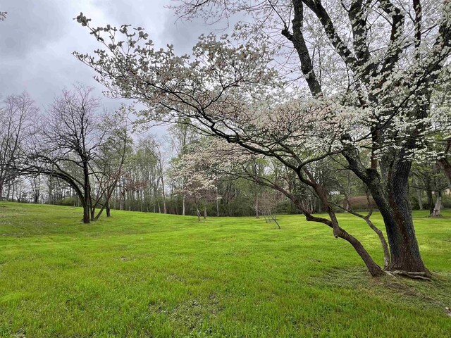  - photo 8