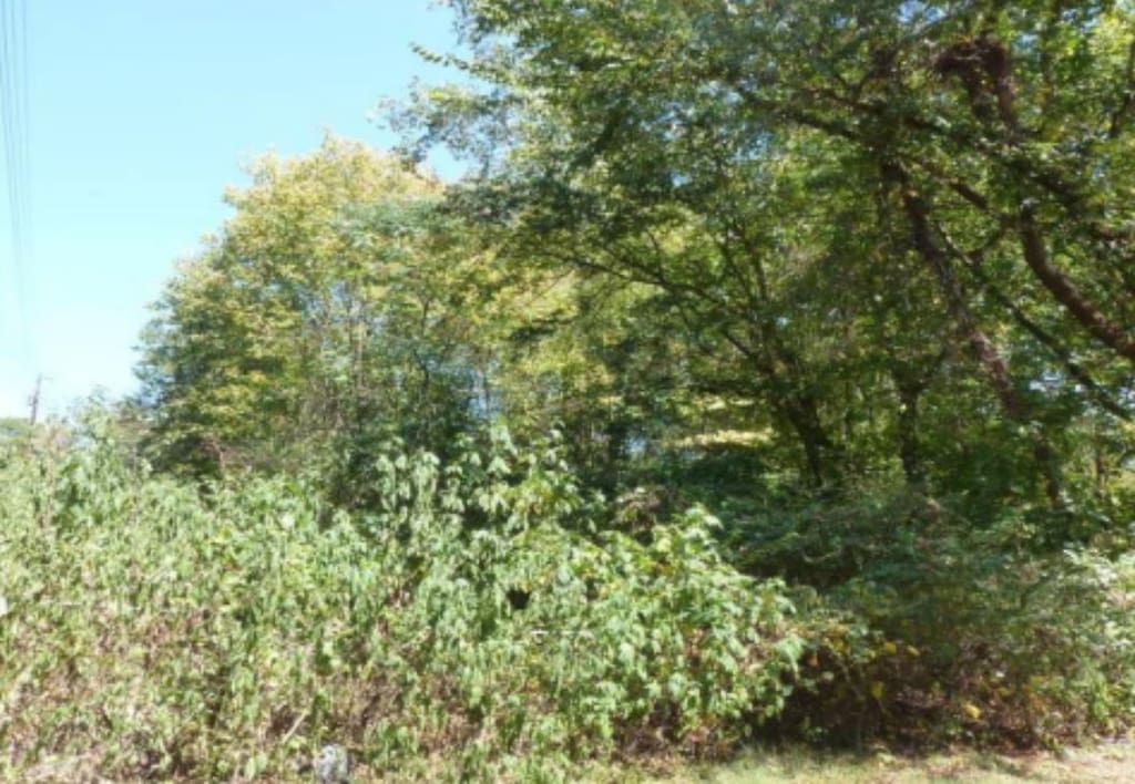  - photo 2