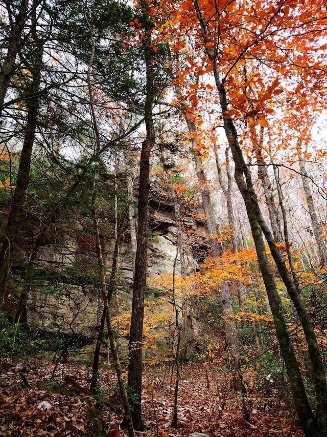 view of local wilderness