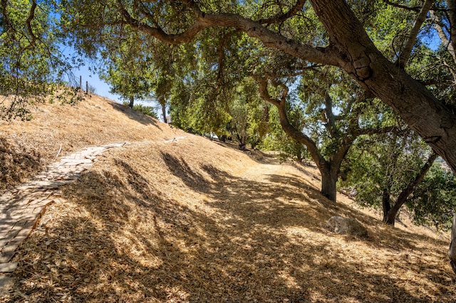 view of local wilderness