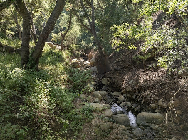 view of local wilderness