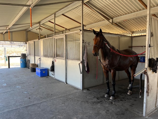 view of horse barn