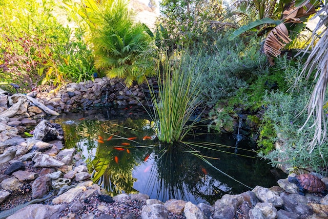 view of local wilderness with a garden pond